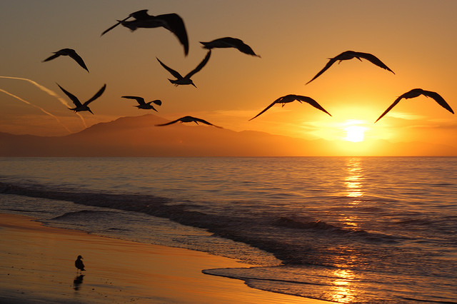 seagulls flying free at dawn