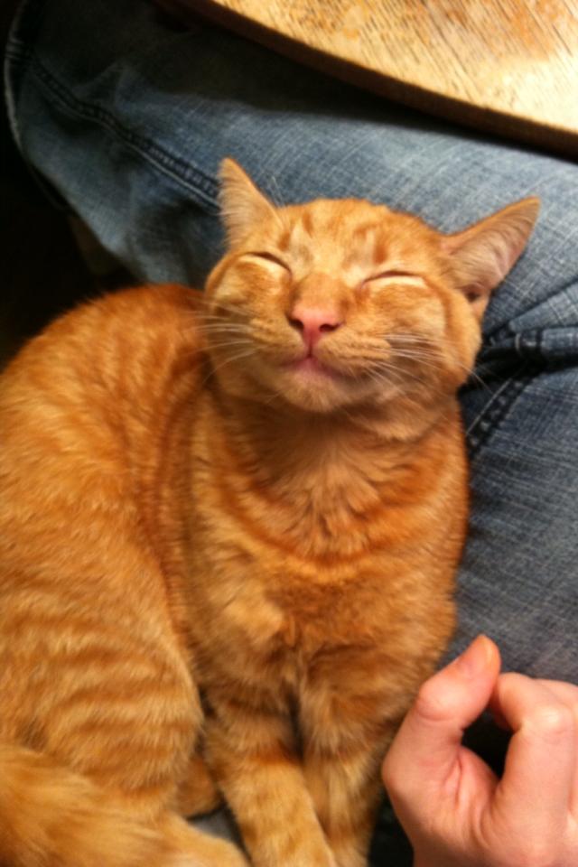 happy smiling cat